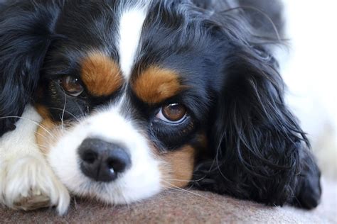 cavalier king charles spaniel hairstyles|king charles spaniel grooming patterns.